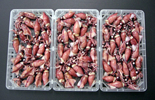 ほたるいかのスモーク